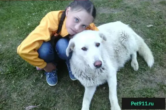 Пропала собака в Некрасовском поселке