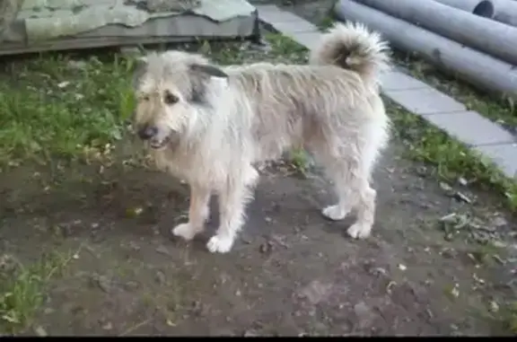 Пропала собака Геракл в Домодедовском районе, Московская область