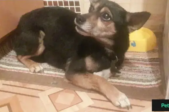 Найдена собака на ул. Карла Маркса, 21 (Хакасия)