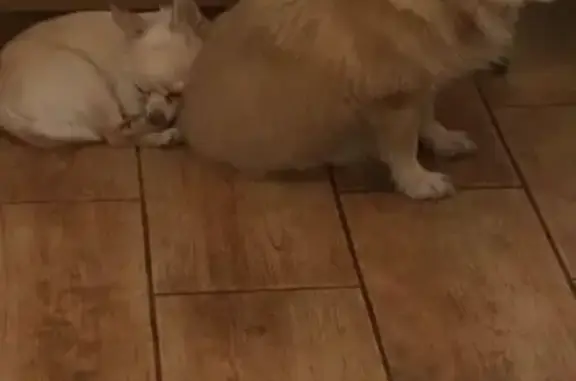 Собаки потеряшки, Аннино, фото: Потеряшка собака в селе Аннино