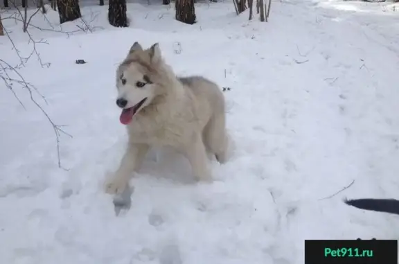 Найден щенок Хаски в лесу рядом с Немчиновкой, Одинцово