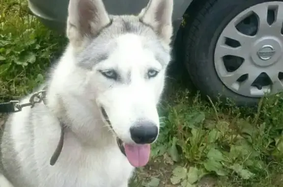 Пропала собака в Люберцах: Сибирский хаски, голубоглазая, клеймо.
