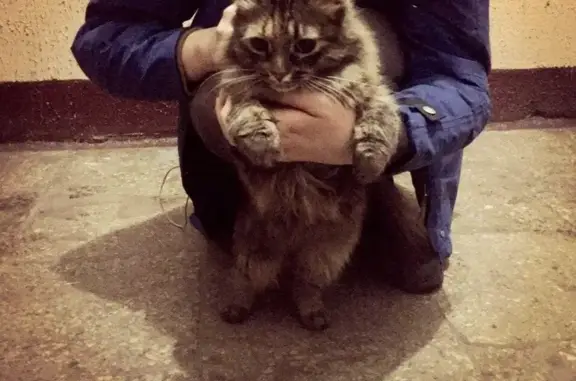 Найдена кошка: ул. Ленинградская, д. 7, Химки