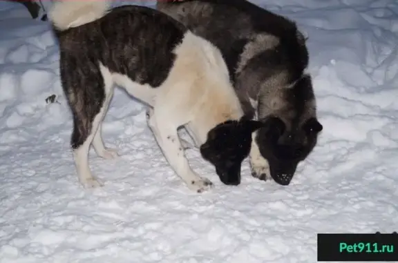 Пропала собака в Лаголово, Ленинградская область