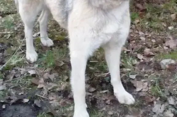Найдена умная собака в Иваново, возраст 3 года