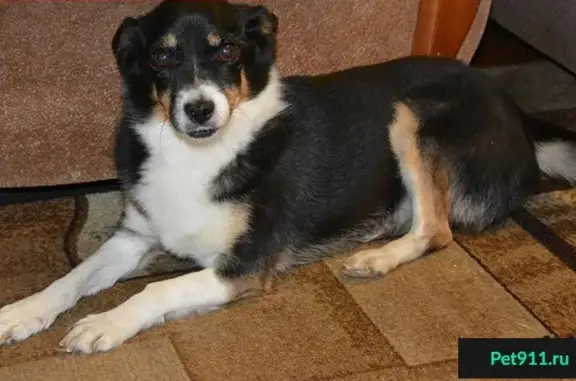 Собаки потеряшки, деревня Русский Вожой, фото: Потеряшка собака Найда в поселке Европа, Удмуртская Республика