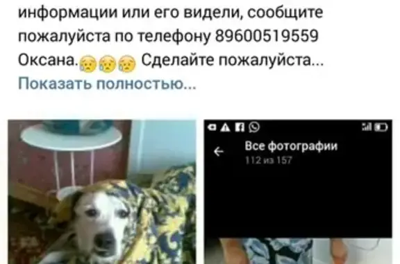 Пропала собака на ул. Хайдара Бигичева, Казань