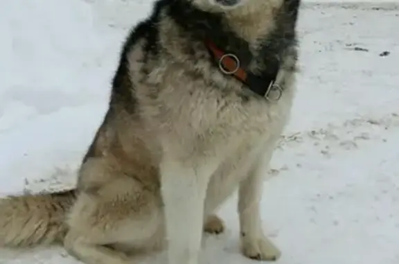 Найдена умная собачка Хаски в Наро-Фоминске