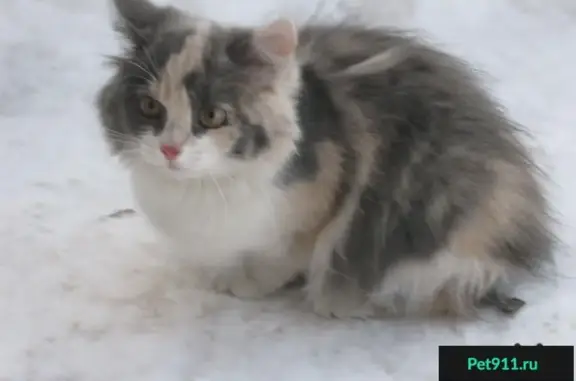Найден домашний трехцветный котенок на ул. Конституции СССР в Оренбурге.