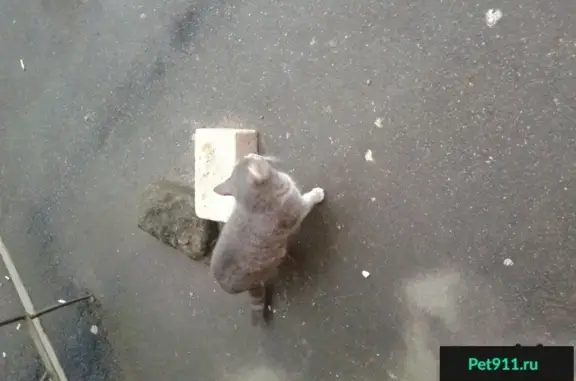Потерянная кошка в Московском районе, Санкт-Петербург