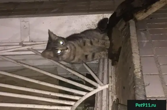 Найдена красивая кошка на ул. Домодедовская, Москва