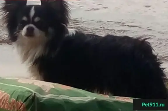 Пропала собака в Бибирево, СВАО - ищут Семика.