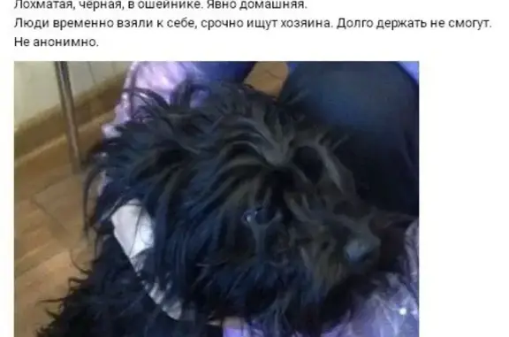 Пропала собака в районе Андропова, Москва