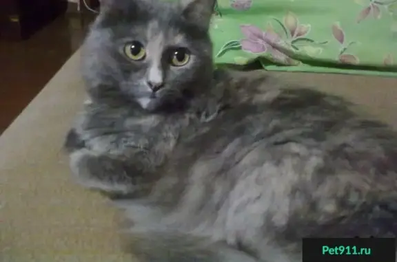 Кошки потеряшки, Няшино, фото: Потеряшка кошка в д. Няшино, вознаграждение.