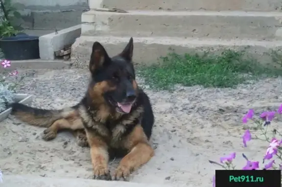 Пропала собака в районе Горной поляны, вознаграждение гарантировано.