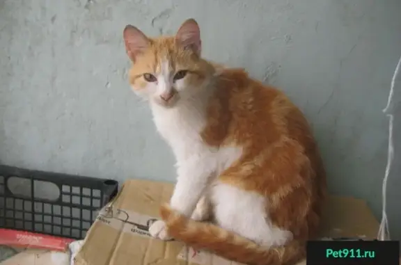 Найден кот в Октябрьском районе Ростова-на-Дону