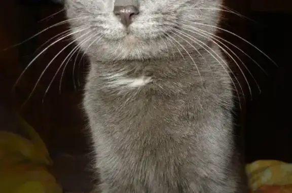 Кошки потеряшки, Комсомольский, фото: Потеряшка серая кошка с белым галстуком в СДТ Прогресс, вознаграждение.