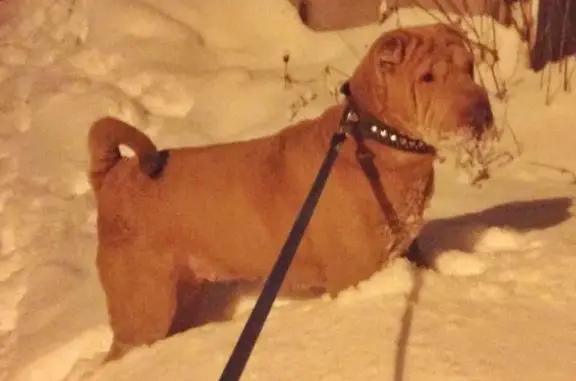 Найдена собака Потеряшка в Каменск-Уральском