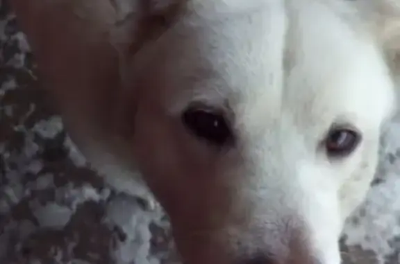 Найдена белая собака с розово-коричневым носом в Щёлково