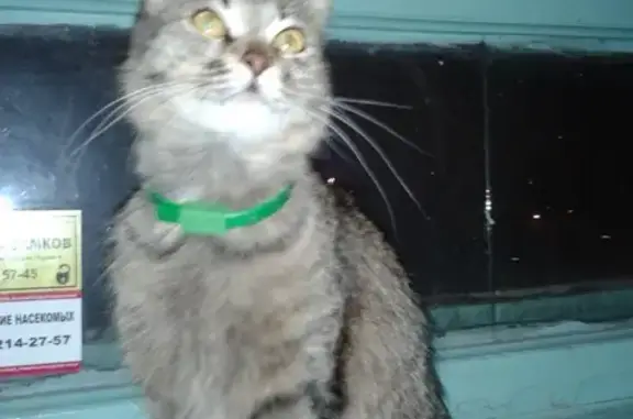 Найдена кошка в Красноярске - ищет дом!