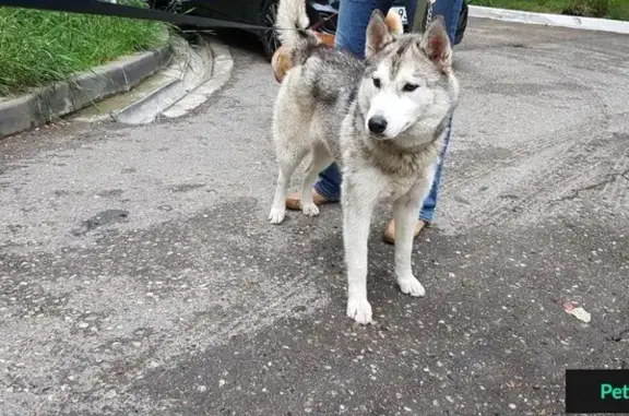 Найдена собака в Сочи с клеймом.