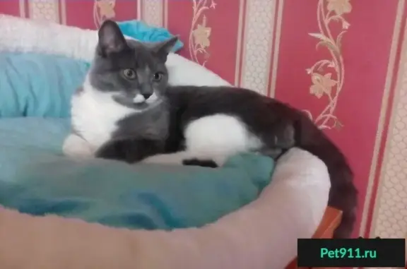 Найдена кошка на Конаковском в Москве