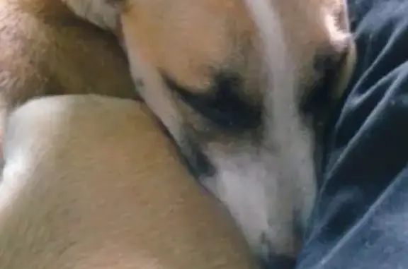 Найдена собака, Новокузнецк, фото: Найдена собака в Новокузнецке: ищем хозяев