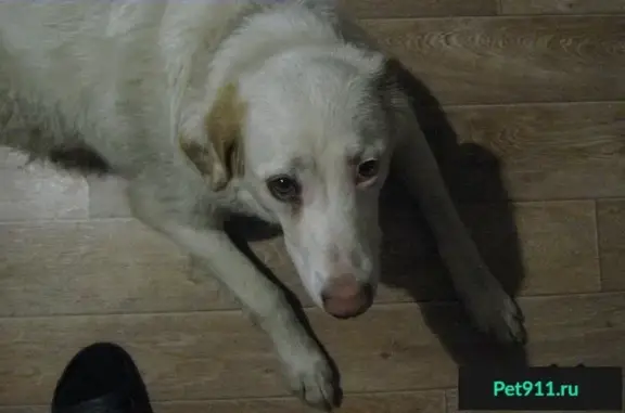 Найдена собака на Синявинской, 11 в Москве