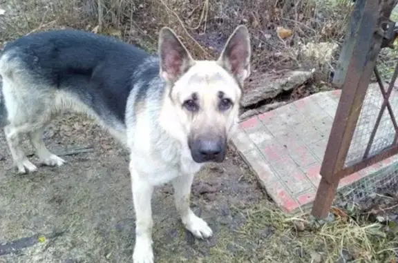 Найдена собака в поселке Луч