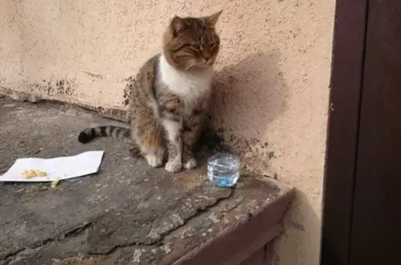Найден домашний кот в Пролетарском районе, Тверь.