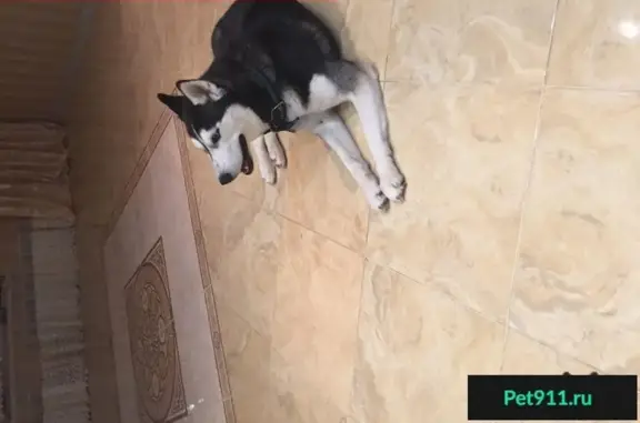 Пропала собака Руна в посёлке Алтан, Казань