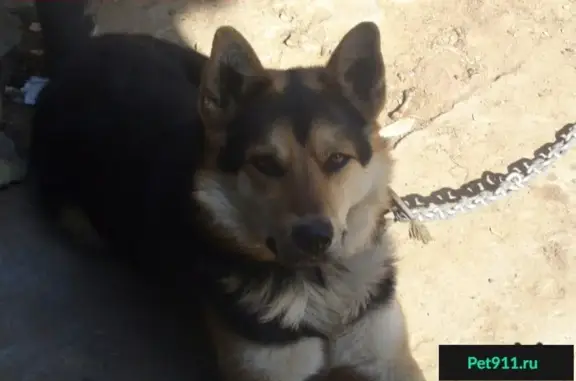 Пропала собака в Подольске на деревне Красная горка