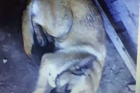 Пропала собака Жуля в Дербышках
