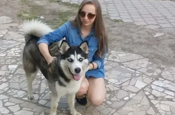 Пропала собака в Воронеже на ул. Волгоградская