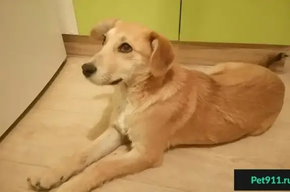 Найдена добрая собака на Молодежной ул. в Волжском