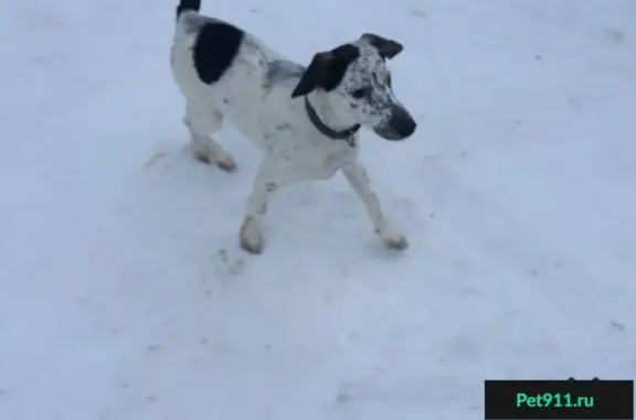 Собака найдена на Московской улице (Кострома)