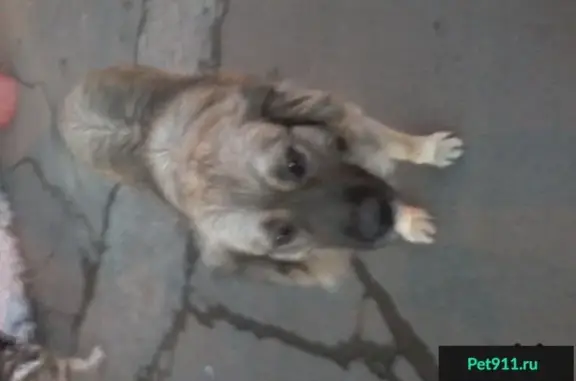 Собака ждет на остановке Беляева во Владивостоке