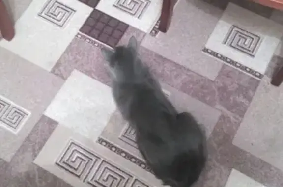 Пропала кошка в Академическом проезде, вознаграждение гарантировано