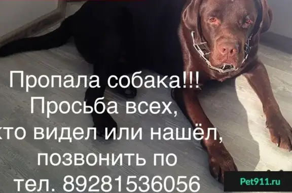 Пропала собака на ул. Огородной в Батайске
