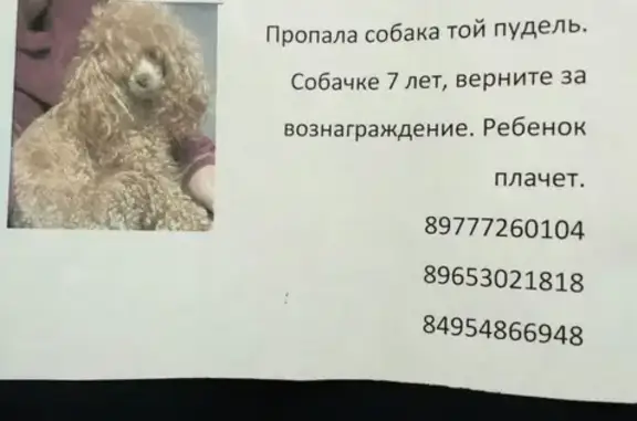 Пропала собака в Дмитровском проезде