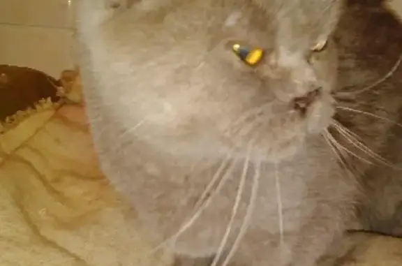 Найден серый кот в Мытищах