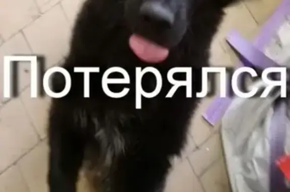 Пропала собака в Железнодорожном районе, Екатеринбург