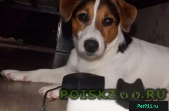 Пропала собака на Приреченской, вознаграждение гарантировано