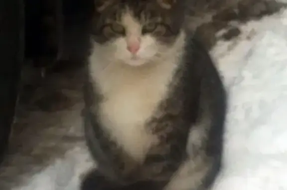 Кошки потеряшки, Лиман, фото: Потеряшка кот Лунтик в поселке Лиман, Астраханская область