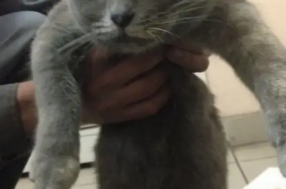 Найдена кошка, Нижний Новгород, фото: Найдена кошка у ТРЦ 