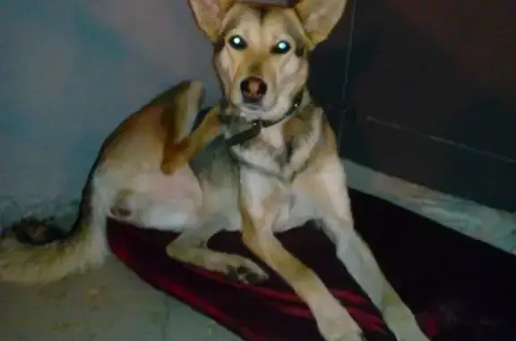 Найдена рыжая собачка на территории школы в Красноярске