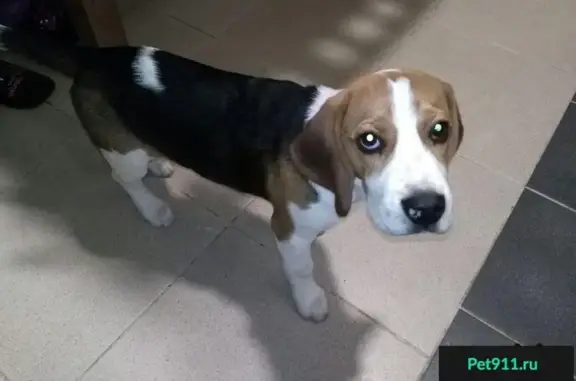 Найден щенок Бигль с клеймом в Сочи