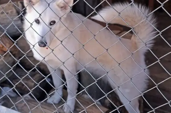 Найдена умная и красивая собака в Красногорске, ищем хозяина!