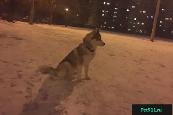 Пропала собака в Волгограде: Хаски с разными глазами, кличка Перун.