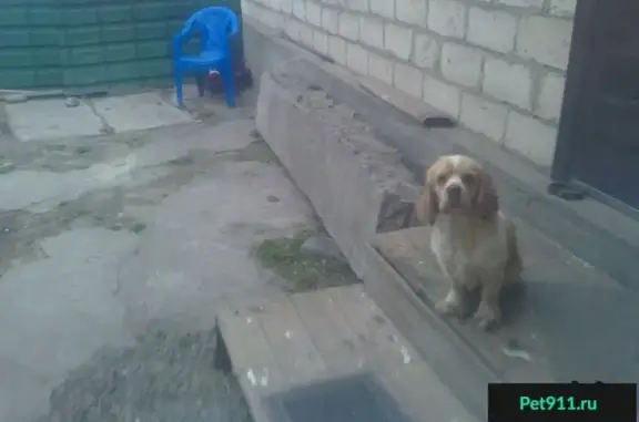 Пропала собака в пос. Заводской 20.12. в 16:00, помогите найти!